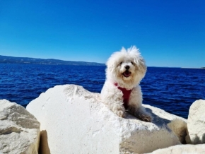 Zvířata - pes u moře