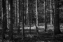 Radovan Kremlička - Mrtvý les