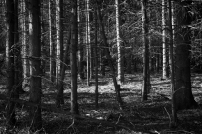 Černobílá - Mrtvý les