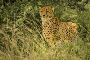 Zvířata - Gepard