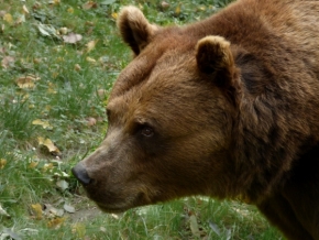 Zvířata - medvěd hnědý