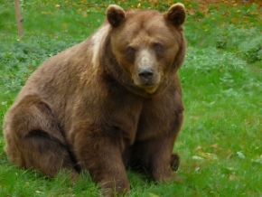 Zvířata - sedící medvěd 