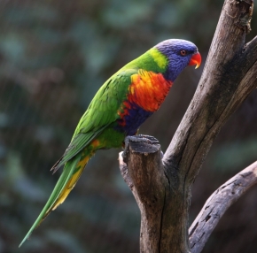 Zvířata - papoušek