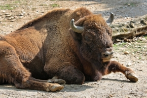 Zvířata - bizon