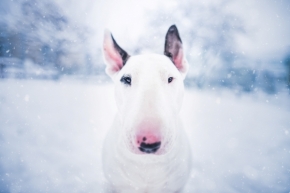 Zvířata - Zimní portrét