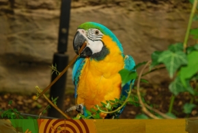 Zvířata - Papouch