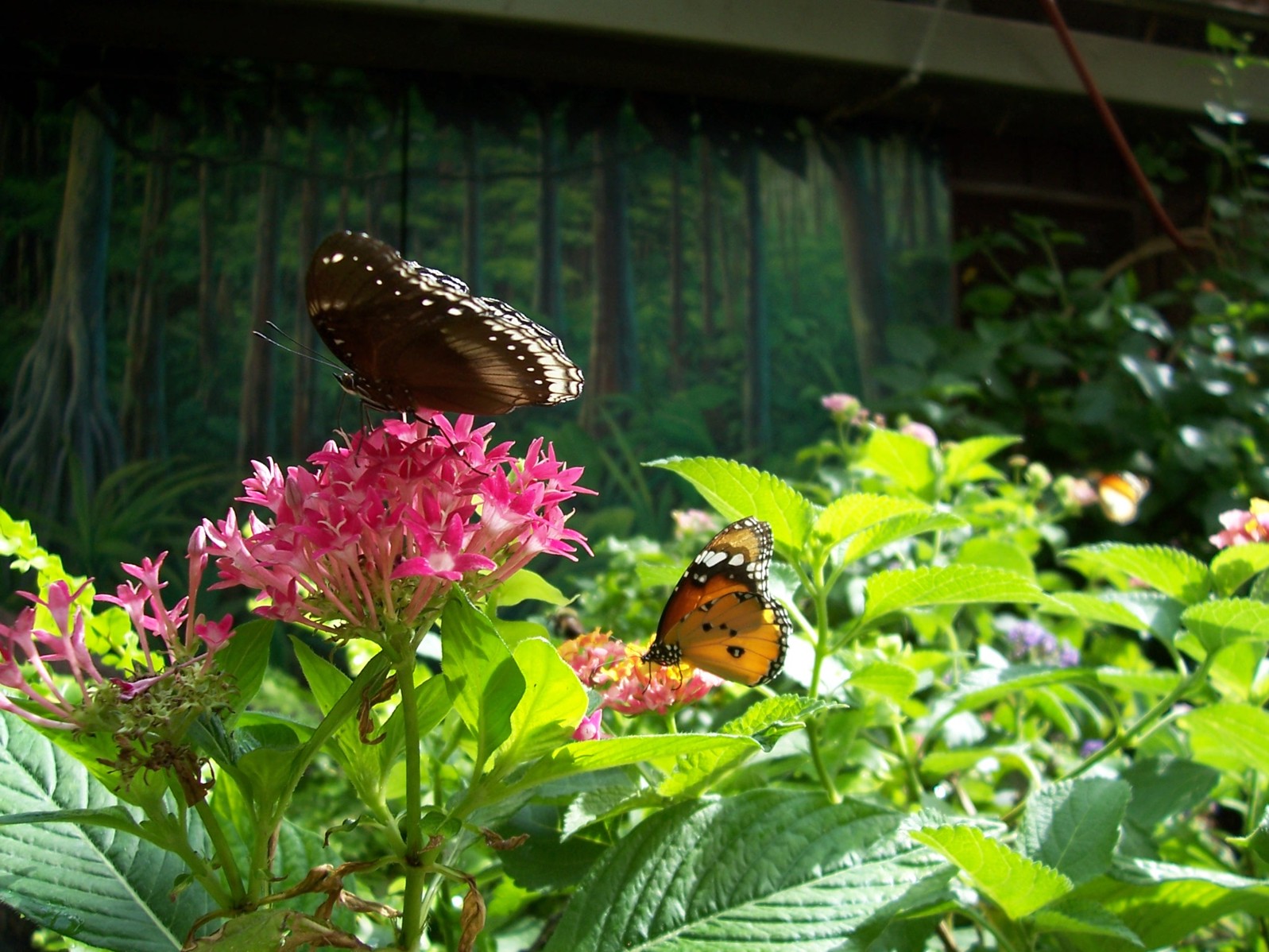 Toronto Zoo, volně poletující motýli v pavilonu.