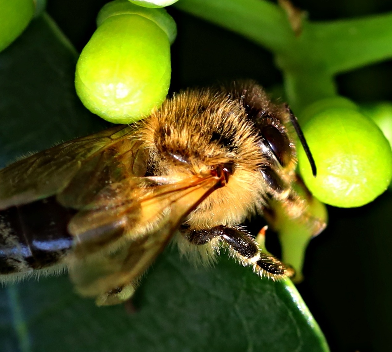 Snaživá včelka