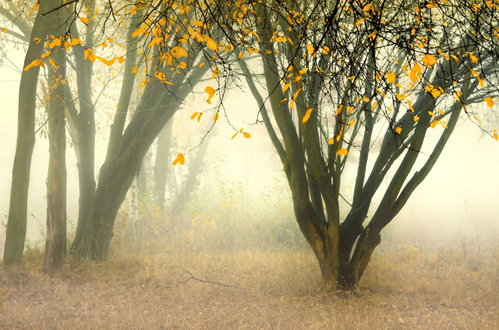 Podzimní mlha
