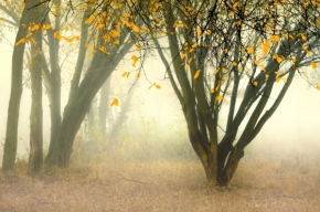 Květa Novotná - Podzimní mlha