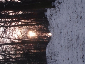 Na cestách i necestách - Zimní lesní cesta