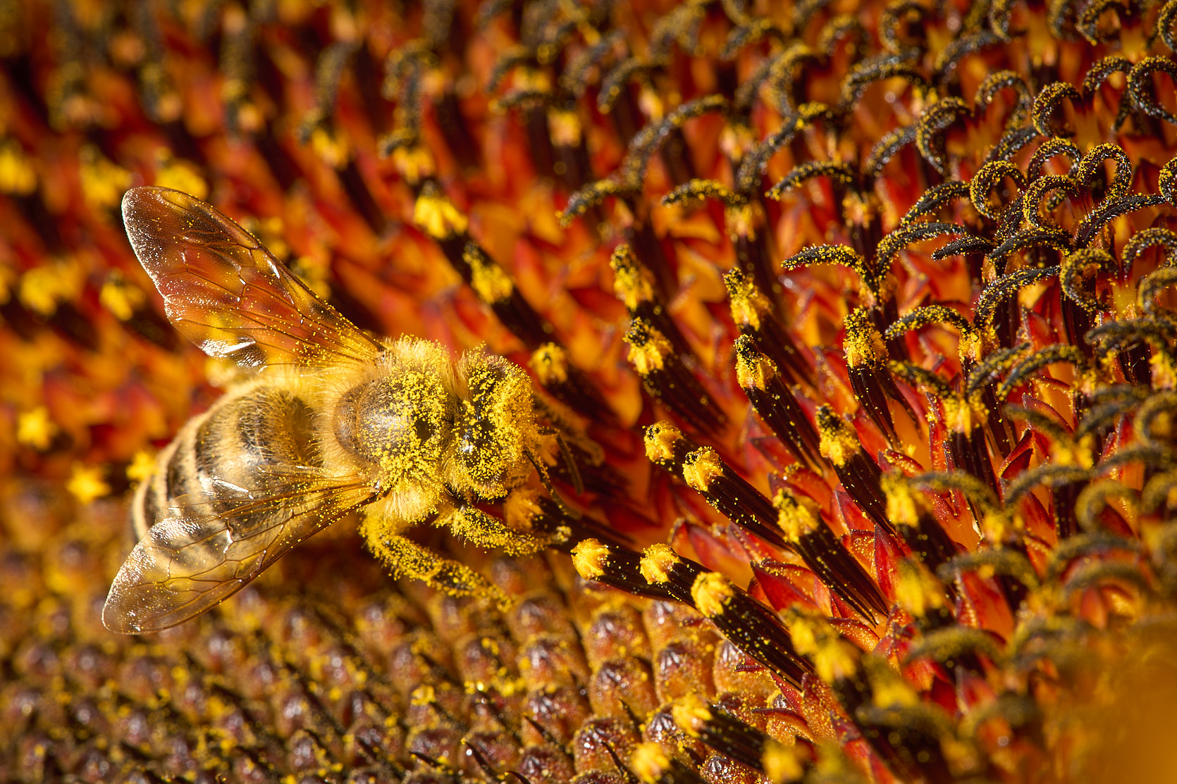 Včela medonosná na slunečnici