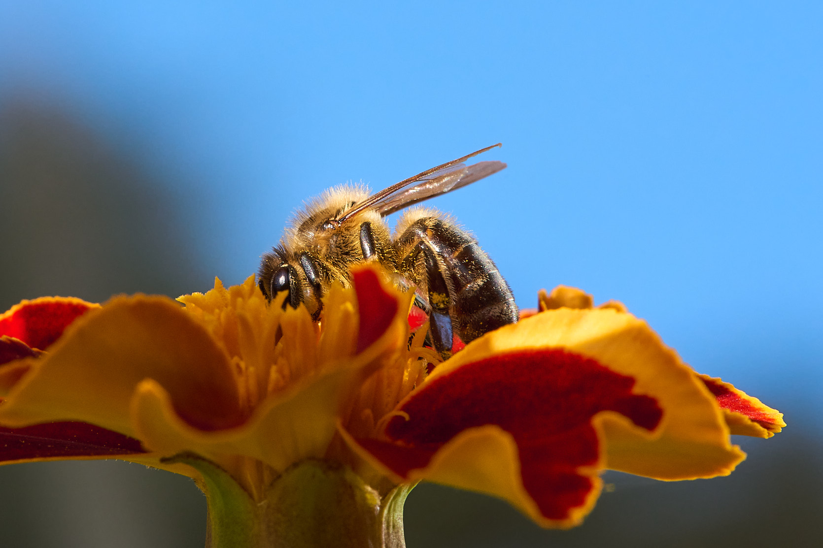Včela medonosná na aksamitníku
