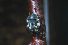 Henrich Dian - Beetle
