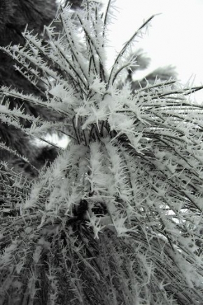 Kouzlení zimy - Zimní šat borovice