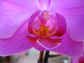 Příroda v detailu - Orchidej