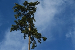 Stromy - Borovice