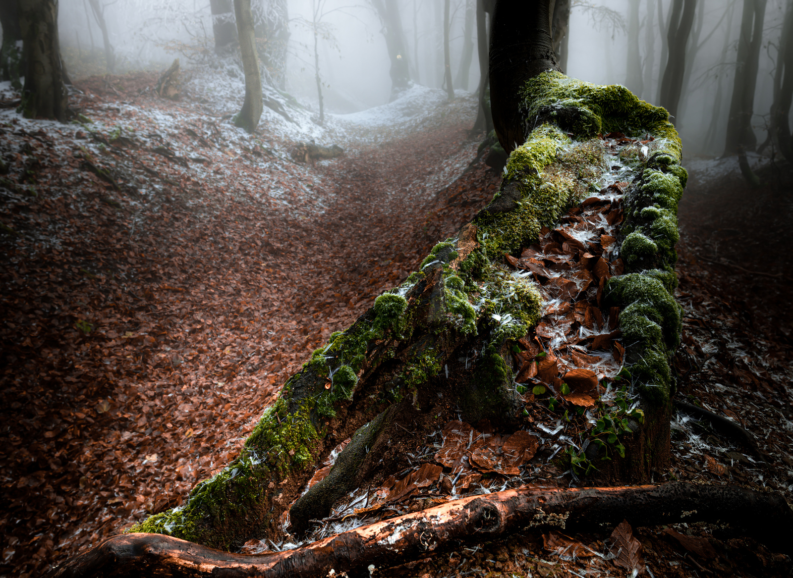 Krušnohorský les