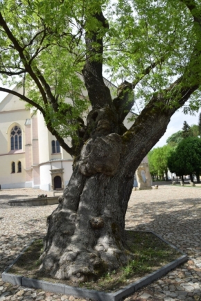 Miroslava Bílková - strom téměř pohádkový