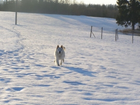 Kouzlení zimy - Náš pes
