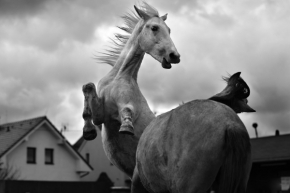 Černobílá - Já fotil divoký koně...