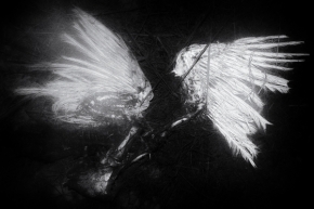 Černobílá - Padlý anděl