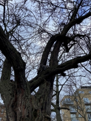 Stromy - Veverák