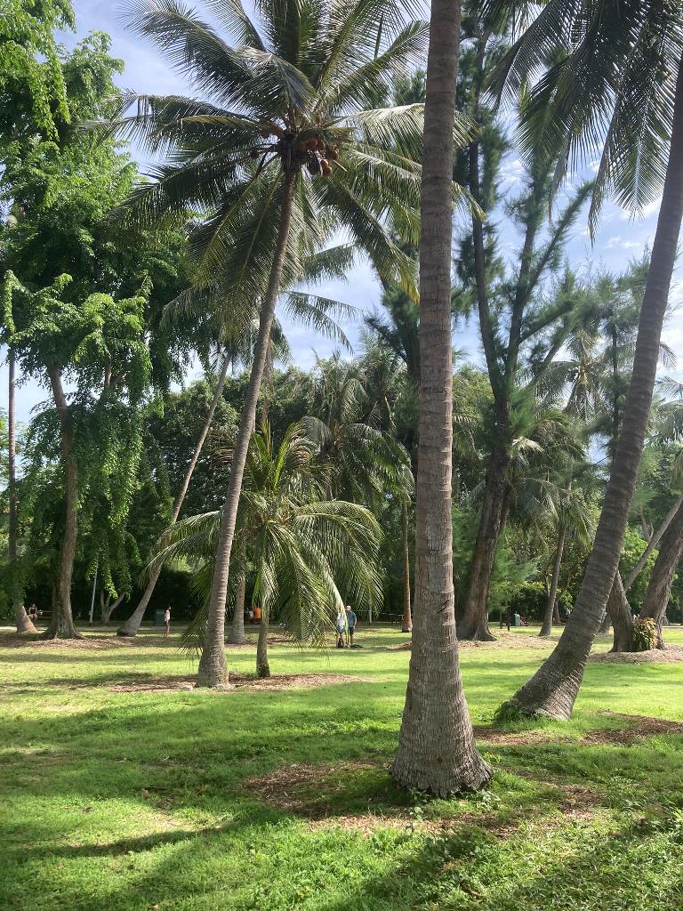 palmičky