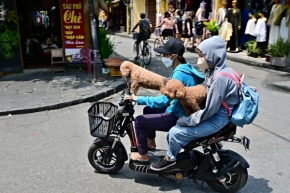 Street - Vietnam-na elektroskůtru s pejsky-proč ne ?