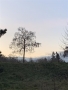 Osamocený strom