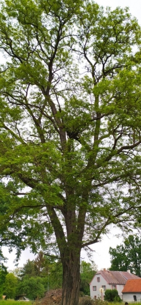 Adéla Váňová - Koruna stromů