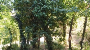 Adéla Váňová - průhled stromy