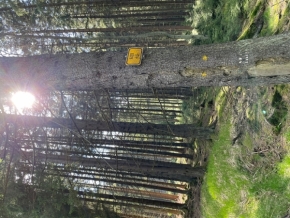 Kateřina Votrubová - stromy 4