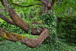 Stromy - V zeleném objetí