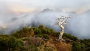 Údolí mrtvých stromů - Madeira