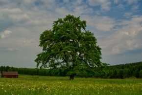 Stromy - Moldava