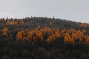Nela Kubánková - Barvy podzimu