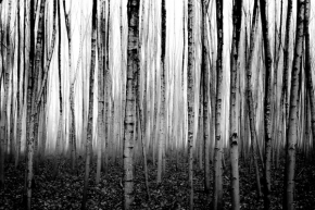 Stromy - Mladý les