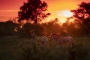 Ráno cestou na pastvu - Botswana