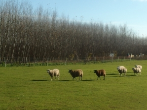 Dana Klimešová - ...a ty ovce jdou,pěkně za se sebou...