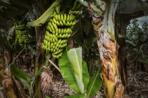 Příroda - Ve skrytu banánovníku
