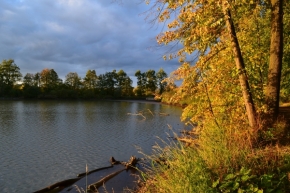 Příroda - Polanecký rybník