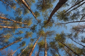 Soňa Mašková (Vrabcová) - v lese