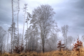 Příroda - Stromy v mlze