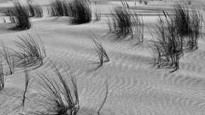 Příroda - Život v dunách