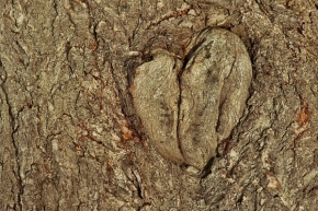 Příroda - Stromové srdce