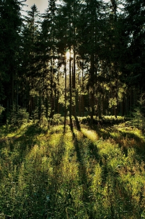 Příroda - V lese