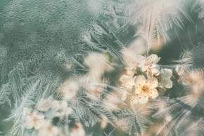 Květiny - Omrzlé jaro