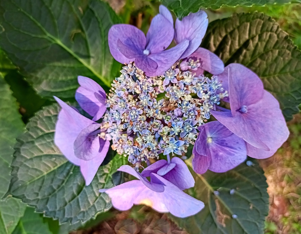 Květ  hortenzie