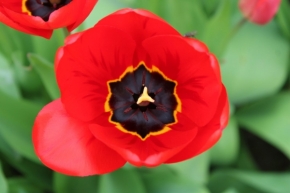 Makro - Květ tulipánu